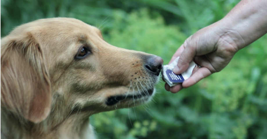 Tea-Time Nasenarbeit für Hunde